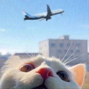 女生让男生操自己
